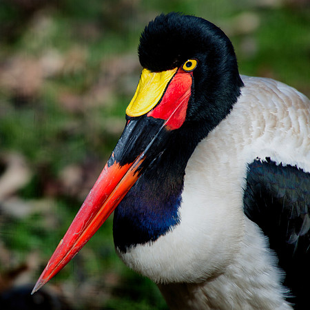 Africa, Beak, Botswana, Caprivi, Chobe, Kenya, Kenya, Mozambique, Namibia, Savuti, "South Africa", Tanzania, Tanzania "redBilled Stork", babies, colors, feathers, fish, fishing, lake, long legs, mud,