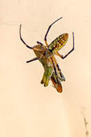 Bertazzoni, Nikon, Texas, "argiope aurantia", bite, colors, garden, hunting, insects, legs, phobia, poison, spider, web, "yellow spider"