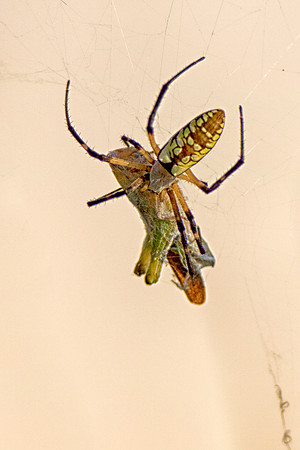 Bertazzoni, Nikon, Texas, "argiope aurantia", bite, colors, garden, hunting, insects, legs, phobia, poison, spider, web, "yellow spider"