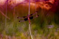 Dragonfly, Flowers, Garden, Reflections, Sunlight, Wings