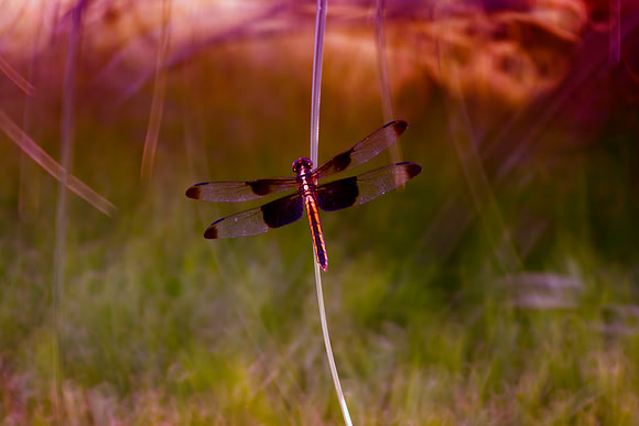 Dragonfly, Flowers, Garden, Reflections, Sunlight, Wings