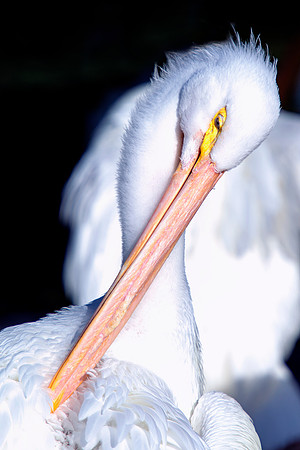 pelicans, sea, ocean, details, Bertazzoni, Nikon, beak, fish, fishing, waterfront, feathers, colors, nature, vacation, zoo, beach, boats,