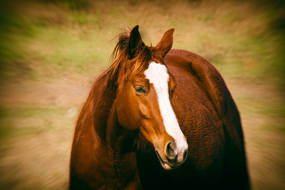 AQHA, Bertazzoni, Nikon, Texas, USA, artistic, equine, freedom, grass, horse, nature, pasture, prairie, riding, vintage, western