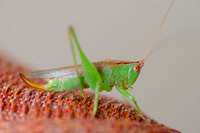 Grasshopper, garden, grass, insect, macro