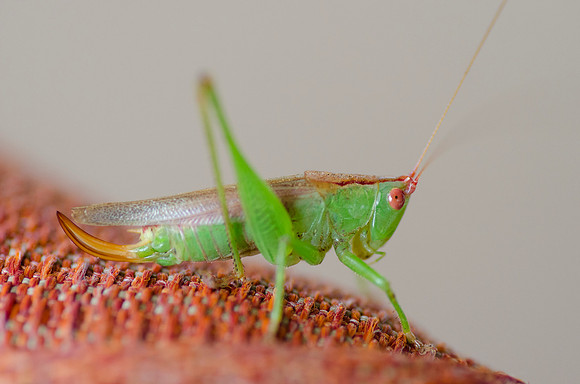 Grasshopper, garden, grass, insect, macro