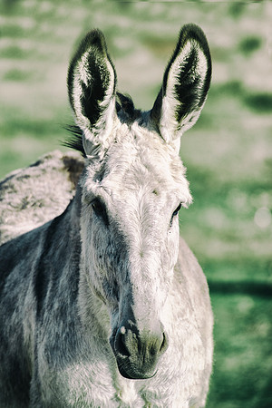 "paint horse", apha, colors, scenic, "far west', Nikon, Bertazzoni, " cow boys", west, western, Indians, prairie, Texas, pioneers, show, riding, saddle, pack, herd, donkey, burro,