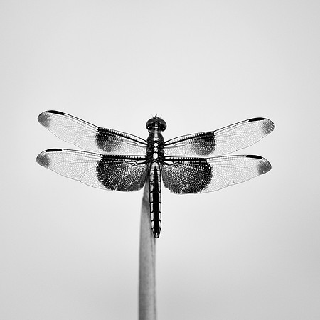 Bertazzoni, Dragonfly, Flowers, Garden, Nikon, Reflections, Sunlight, Wings, colors, insect, x-wing, yard, "black & white",