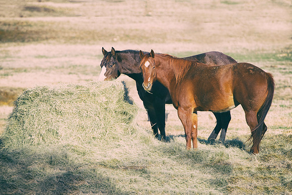 Bertazzoni, Nikon, Texas, appaloosa, colors, double, far west, foal, friends, generations, horse, horse, paint, portrait, portrait, quarter, riding, romantic