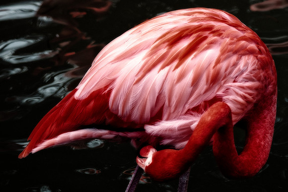 bird, details, flamingo, migration, peak, pink, pond, portrait, sea, swamp, colors, wings, feathers, details, structure, zoo, Nikon, Bertazzoni