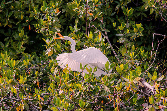 Bertazzoni, Jamaica, Nikon, artistic, beak, colors, feathers, fishing, "flying heron", heron, legs, migration, nature, panning, pond, safari, safari, swamp, "white heron"