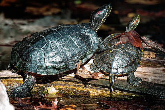 Bertazzoni, Nikon, colors, details, nature, pond, reptile, resting, structure, swamp, swimming, turtle, yard