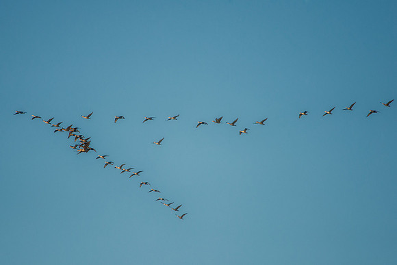 sky, geese,"sky scape", scenic, nature, Nikon, Bertazzoni, wings, migration,