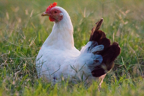 Bertazzoni, Nikon, "angry hen", beak, bird, breakfast, chicken, colors, eggs, farm, feathers, food, hen, "hen's portrait", hens, legs, nature, wings, yard, "little hen"