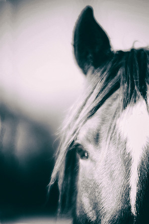 magic, horses, colors, fields, pastures, prairie, Nikon, Bertazzoni, hoofs, jumping, speed, "far west", mustang, AQHA, APHA, ApHC, donkey, ears, "Black & white"