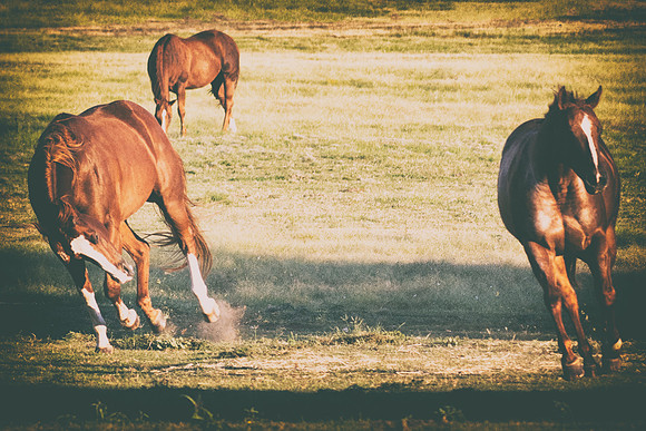 Bertazzoni, Indians, Nikon, Texas, apha, boys, bridles, burro, colors, "cow boys", donkey, "far west", halter, harness, herd, hoofs, horse, mustang, pack, paint, pioneers, portrait, "powerful horse",