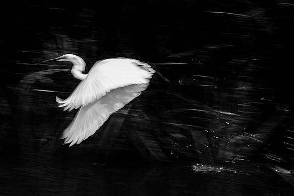 Bertazzoni, Nikon, beak, colors, feathers, fishing, "flying heron", "white heron", heron, legs, nature, pond, swamp, panning, artistic, Jamaica, safari, migration, "black & white"