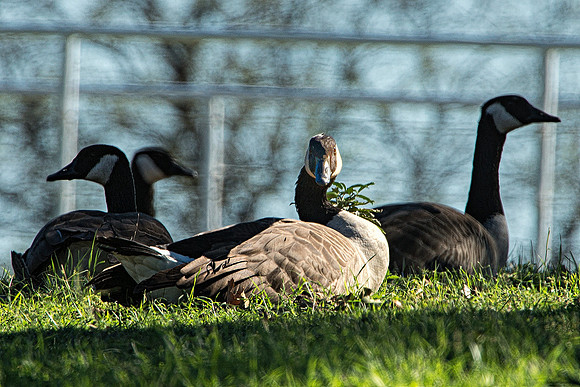 garden, migration, nature, pawn, water, "wild goose", wings, winter, beak, Bertazzoni, Nikon, park, colors, feathers, pond, lakes, food,