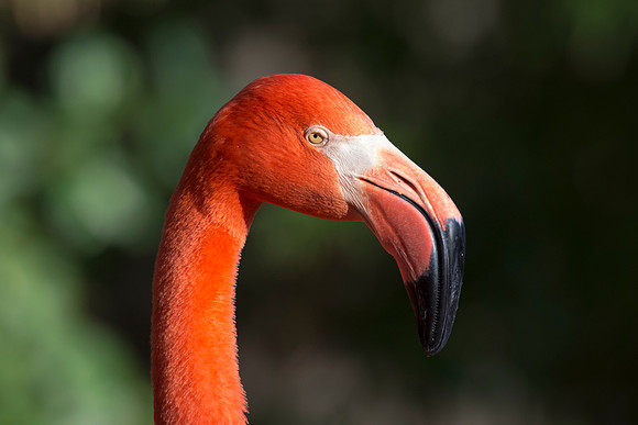 bird, details, flamingo, migration, peak, pink, pond, portrait, sea, swamp, colors, wings, feathers, details, structure, zoo, Nikon, Bertazzoni