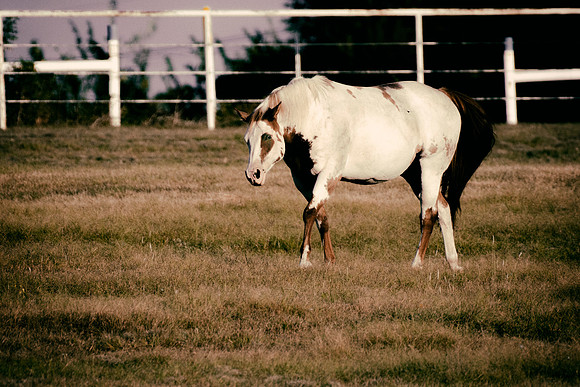Bertazzoni, Indians, Nikon, Texas, apha, boys, bridles, burro, colors, "cow boys", donkey, "far west", halter, harness, herd, hoofs, horse, mustang, pack, paint, pioneers, portrait, "powerful horse",