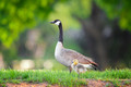 Chickens, Ducks, Geese & Goats Pt.5