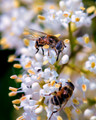 Insects