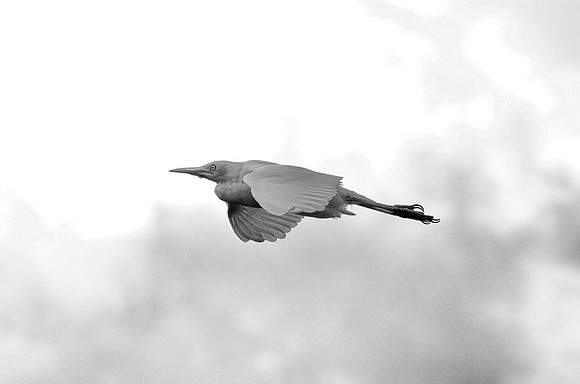Flying Egret