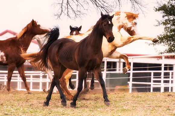 Bertazzoni, Hollywood, Indians, Nikon, appaloosa, boots, boy, bridle, buckskin, circus, cow, far, "far west", horses, jockey, legs, main, mustangs, paint, palomino, pinto, prairie, quarter, race, sadd