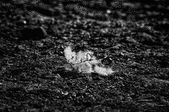 "feather duster", "black & white", nature, Bertazzoni, Nikon, wind, animal, death, contrast, abstract,