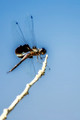 Insects