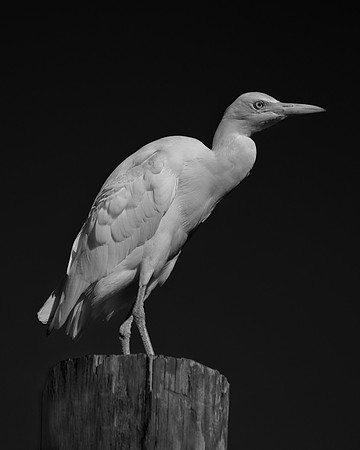 Texas, beaks, bertazzoni, cattle, "cattle egret", feathers, legs, migration, nature, pastures, ponds, swamps, white, wings, Nikon, Bertazzoni, "black & white"