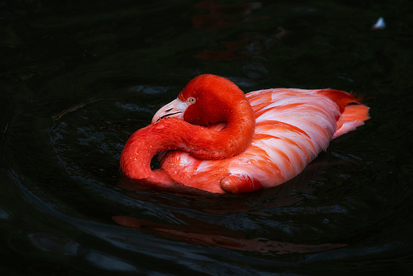 bird, details, flamingo, migration, peak, pink, pond, portrait, sea, swamp, colors, wings, feathers, details, structure, zoo, Nikon, Bertazzoni