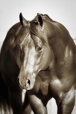 "powerful horse",Bertazzoni, Indians, Nikon, Texas, apha, boys, burro, colors, "cow boys", donkey, "far west", herd, horse, mustang, pack, paint, pioneers, portrait, prairie, riding, saddle, scenic, s