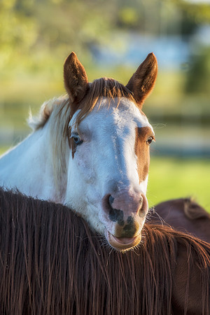 Nikon, appaloosa, bertazzoni, bit, bridle, freedom, hoofs, horses, main, nature, pack, paint, palomino, pinto, pond, prairie, quarter, races, running, saddle, speed, tail, wilderness