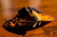Moth, darkness, lamps, light, night, wings