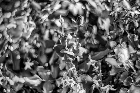 Bertazzoni, Nikon, "black & white", details, flower, garden.," ghost of a rose", macro, nursery, perspective, petals, rose, shades, spines, structure