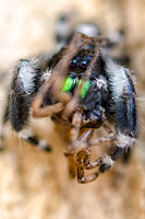 "jumping spider", portrait, bertazzoni, web, legs, preys, predators, arachnid, insect, artistic, yard, garden, bite, poison