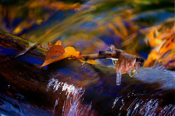 Bertazzoni, Nikon, aspens, autumn, autumn, bokeh, branches, contrast, cortex, dew, evergreen, foliage, forest, leafs, nature, pearls, pecan, rain, "rose garden", season, trees, water, wildflowers, win