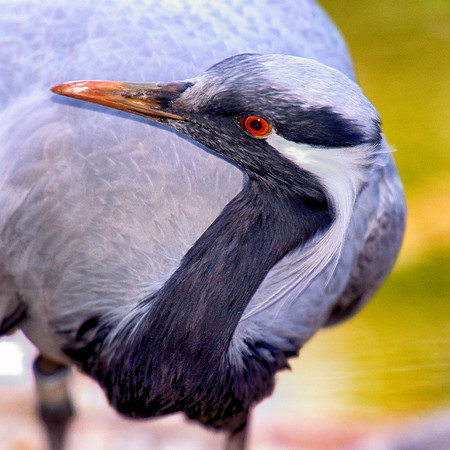 "red eye", bird, beak, colors, details, neck, feathers, structure, texture, beak, Bertazzoni, Nikon, zoo, garden, nature