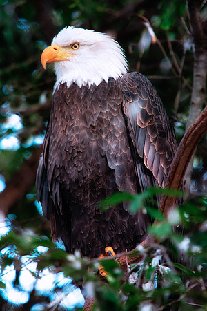 "bald eagle", USA, predator, flying, claws, beak, hunting, Bertazzoni, Nikon, feathers, colors, bird, wings, colors, details, feathers