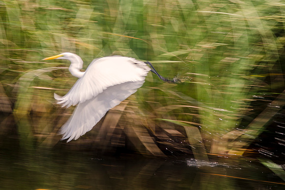 Bertazzoni, Nikon, beak, colors, feathers, fishing, "flying heron", "white heron", heron, legs, nature, pond, swamp, panning, artistic, Jamaica, safari, migration,