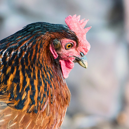 Bertazzoni, Nikon, beak, bird, breakfast, chicken, colors, eggs, farm, feathers, food, hen, legs, nature, wings, yard