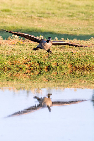 Bertazzoni, "Canadian Geese", Nikon, Texas, beak, colors, cooking, feathers, flying, food, geese, lakes, migration, nature, ponds, swamps, wings