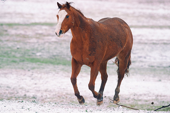 Bertazzoni, Nikon, Texas, Zenfolio, "far west", horse, "horse in the snow", mustang, running, "running free", snow, storm, wildlife