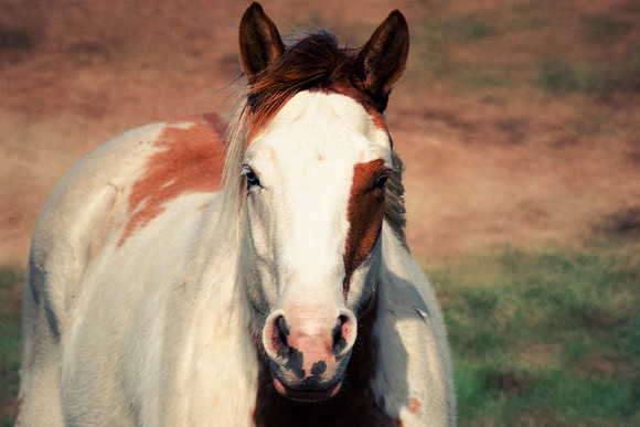 APHA, Bertazzoni, Nikon, Texas, USA, artistic, equine, freedom, grass, horse, nature, pasture, prairie, riding, vintage, western, "paint horse"