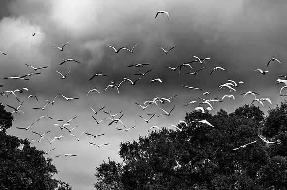 Texas, beaks, bertazzoni, cattle, "cattle egret", feathers, legs, migration, nature, pastures, ponds, swamps, white, wings, flock of birds, Nikon, Bertazzoni, "black & white", flying