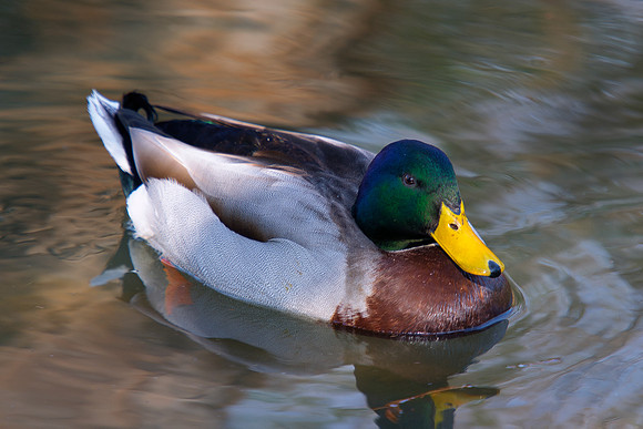"common duck", duck, colors, feathers, wings, beak, legs, cooking, migration, Nikon, Bertazzoni, structure, texture, details, pond, swamp, yard, nature, zoo, farm, animals, bird