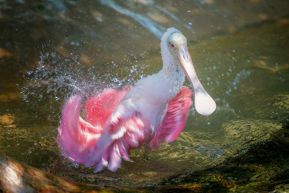 Spoonbill
