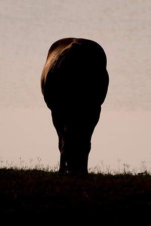 Silhouette, Bertazzoni, Indians, Nikon, Texas, apha, boys, bridles, burro, colors, "cow boys", donkey, "far west", halter, harness, herd, hoofs, horse, mustang, pack, paint, pioneers, portrait, "power
