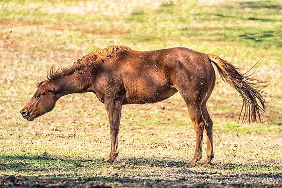 "shaking horse", horse, pasture, nature, Texas, "Far West", leafs, Bertazzoni, Nikon, details, tail, main, speed, riding,