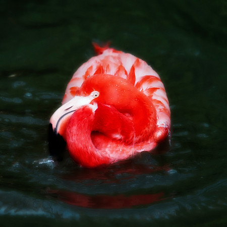 bird, details, flamingo, migration, peak, pink, pond, portrait, sea, swamp, colors, wings, feathers, details, structure, zoo, Nikon, Bertazzoni